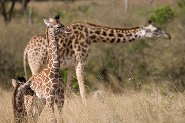 Naklejka na ściany i meble Giraffes, Masai Mara Game Reserve, Kenya