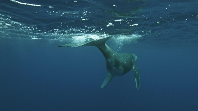 Baby Humpback whale swims away from camera creating a cloud of bubles