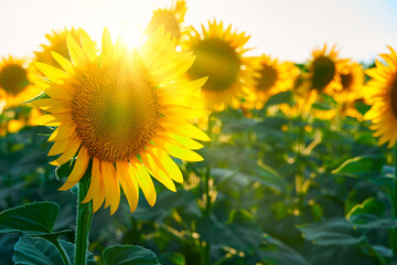 Obraz premium sunflower - bright field with yellow flowers, beautiful summer landscape in sunset