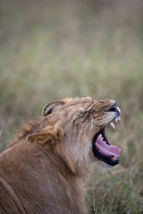 Lion Yawning in Rain, Masai Mara Game Reserve, Kenya