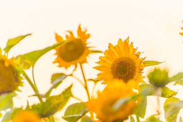 Helianthus sunflower at a glowing sunset.