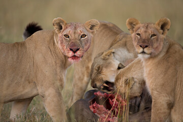 Lion Pride, Masai Mara Game Reserve, Kenya