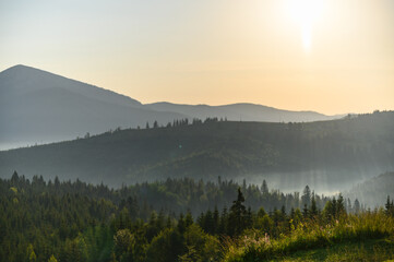 mountains landscape with sun and alpine pines. Sunrise