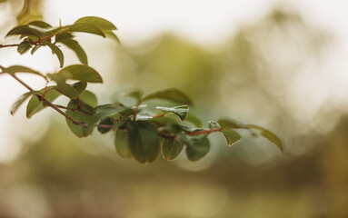 close up of a branch of a tree