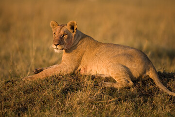 Lioness at Dawn, Masai Mara Game Reserve, Kenya