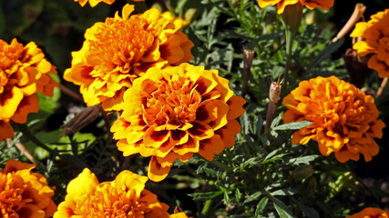 colorful flowers of a plant called marigold, which grows widely in urban flower beds in the city of Białystok in Podlasie, Poland