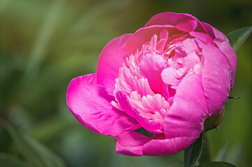 Delicate spring pink peony