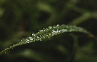 dew drops on a leaf