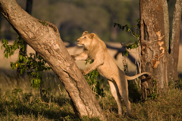 Lion Climbing Tree, Masai Mara Game Reserve, Kenya