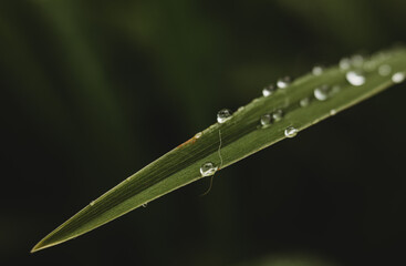 dew on grass up close