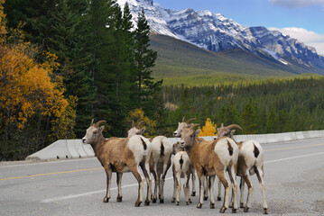 Huddled group of Bighorn mountain sheep in Banff National Park