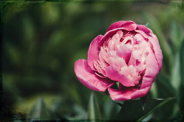 Delicate spring pink peony
