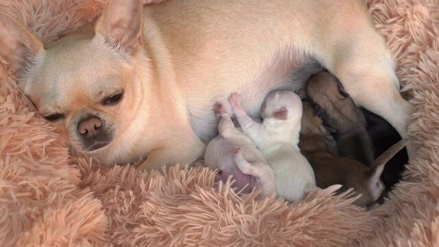 Puppy breastfeeding women