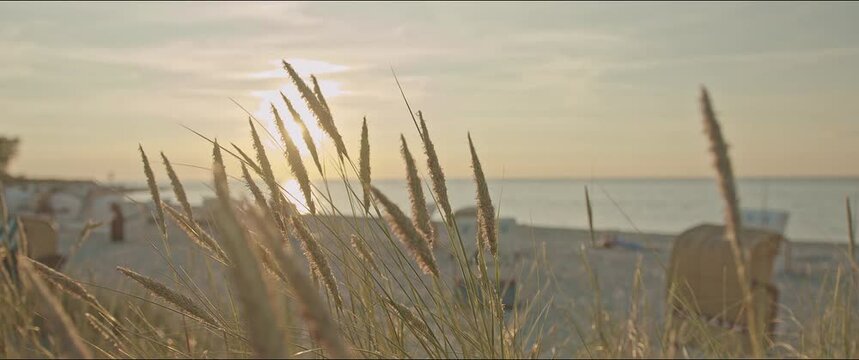 reeds shaking in the wind on the beach during sunset.