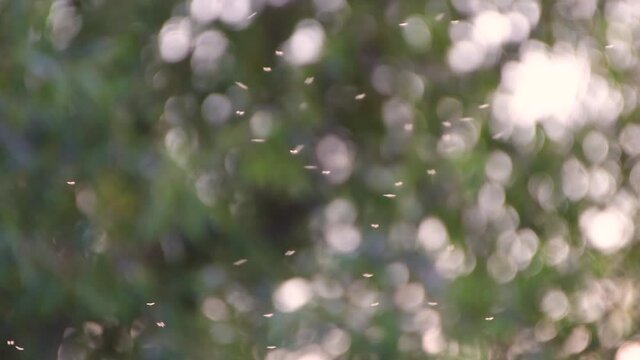 Many small insects have gathered in one place. Midges fly in the evening sunlight. In the background, green trees are out of focus. Bokeh creates white glowing circles. Soft warm light.