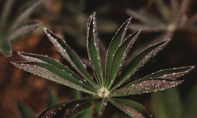 Obraz premium water on leaves