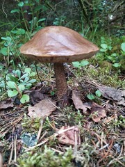 Boletus mushrooms in the forest