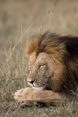 Obraz na płótnie Canvas Sleeping Male Lion, Masai Mara Game Reserve, Kenya