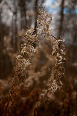 the tendrils of the plant Ivan tea from a kind of fireweed in late autumn