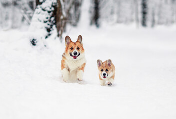 two cheerful dog red Corgi with their puppy run merrily through the white snow in the winter Park