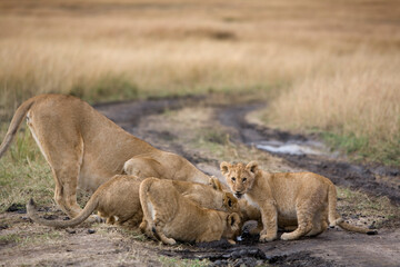 Fototapeta na wymiar Lion Pride Drinking, Masai Mara Game Reserve, Kenya