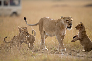 Lioness and Cubs, Masai Mara Game Reserve, Kenya