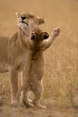 Lion Cub and Lioness, Masai Mara Game Reserve, Kenya