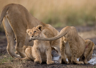 Naklejka na ściany i meble Lion Cubs, Masai Mara Game Reserve, Kenya