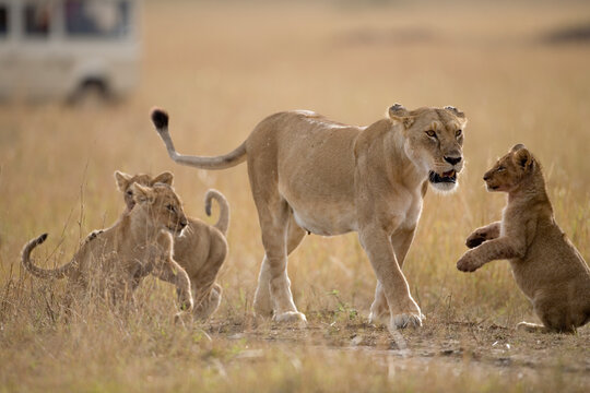 Lioness And Cubs, Masai Mara Game Reserve, Kenya