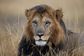Naklejka na ściany i meble Lion in Rain, Masai Mara Game Reserve, Kenya