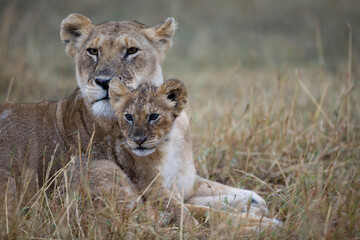 Fototapeta na wymiar Lioness and Cub, Masai Mara Game Reserve, Kenya