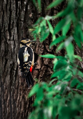 Woodpecker bird in the hollow feeds the chicks and cleans up after them. A tree in a forest with a hollow.