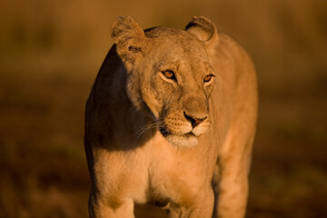 Lioness at Sunrise, Masai Mara Game Reserve, Kenya