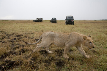 Obraz na płótnie Canvas Lion and Safari Trucks, Masai Mara Game Reserve, Kenya