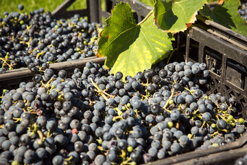 Grape harvest. Wine grapes are collected in boxes. Autumn is the time of grape harvest and wine...