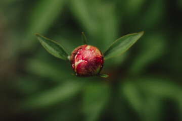 bud of a peony