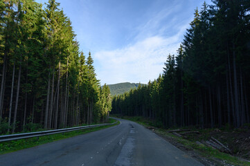 Obraz premium mountains landscape with sun and alpine pines. Sunrise
