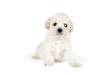 Small miniature toy poodle with white curly fur against white background