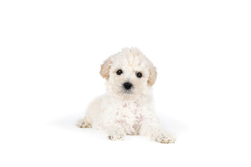 Small miniature toy poodle with white curly fur against white background