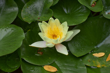 Closeup of flower known by the name of water lily or Nymphaea alba
