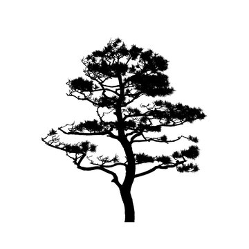 Asian Pine Tree isolated on white background