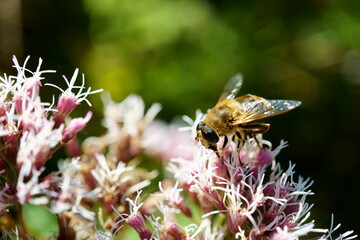 Bee working on hemp agrimony (Eupatorium)