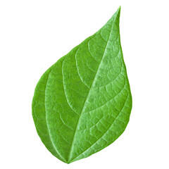 Green leaf of adzuki beans plant isolated on white background