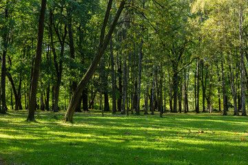 Obraz na płótnie Canvas Beautiful quiet green park with tall trees and trimmed grass on the lawn