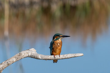 Common Kingfisher ( Alcedo atthis ) sitting on a branch
