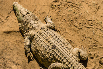 Birds-eye-view of an African crocodile in the sand. 