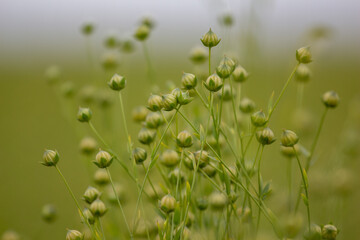 Flowering flax. Flax flowers. Flowers in the field