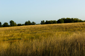 Dorney Wetlands Meadow long grass landscape