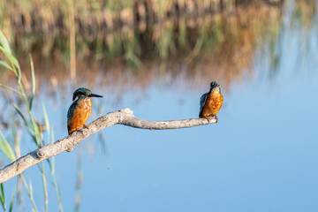 Common Kingfisher ( Alcedo atthis ) sitting on a branch