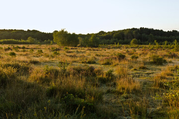 long grass and heath-land on common land